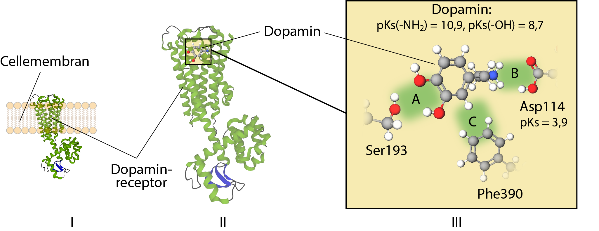 Cellemembran, Dompamin-receptor, Dopamin, 
                            Dopamin, 
                            pKs(-NH2) = 10,9, pKs(-OH)= 8,7,
                            B, 
                            A, 
                            C,
                            asp114, pKs = 3,9,
                            Ser193, 
                            Phe390,