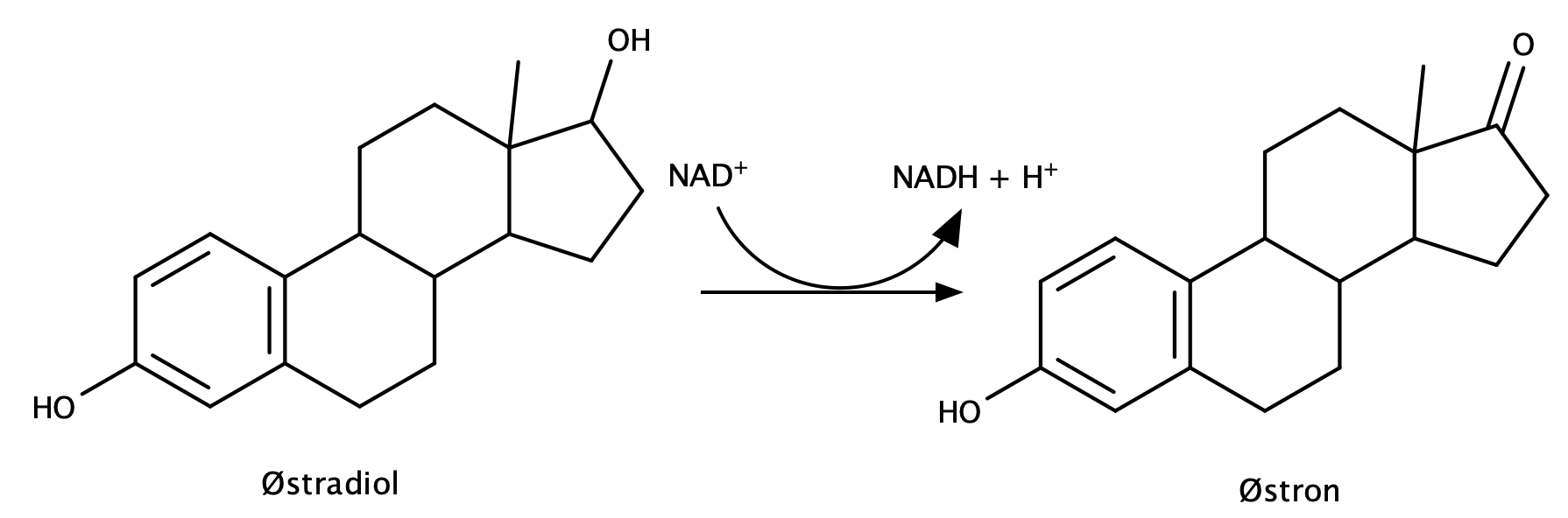 Østradiol, Østron