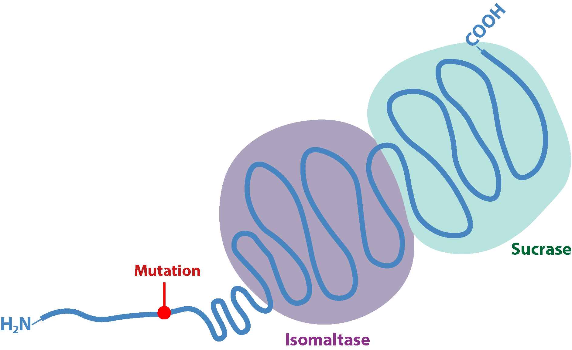 
                                Mutation
                                Isomaltase
                                Sucrase