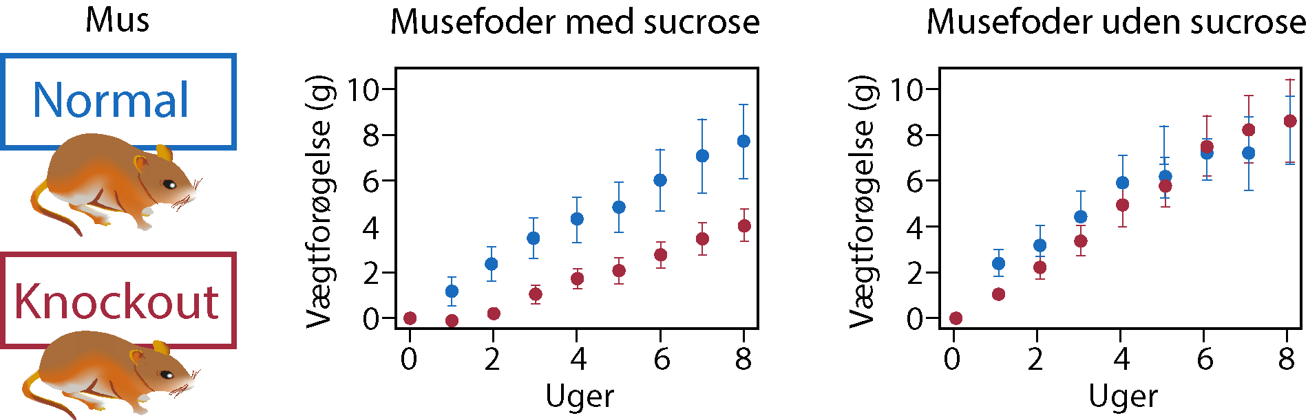 Mus, Normal, Knockout, Musefoder med sucrose, Vægtforøgelse (g), Uger, Musefoder uden sucrose, Vægtforøgelse (g), Uger