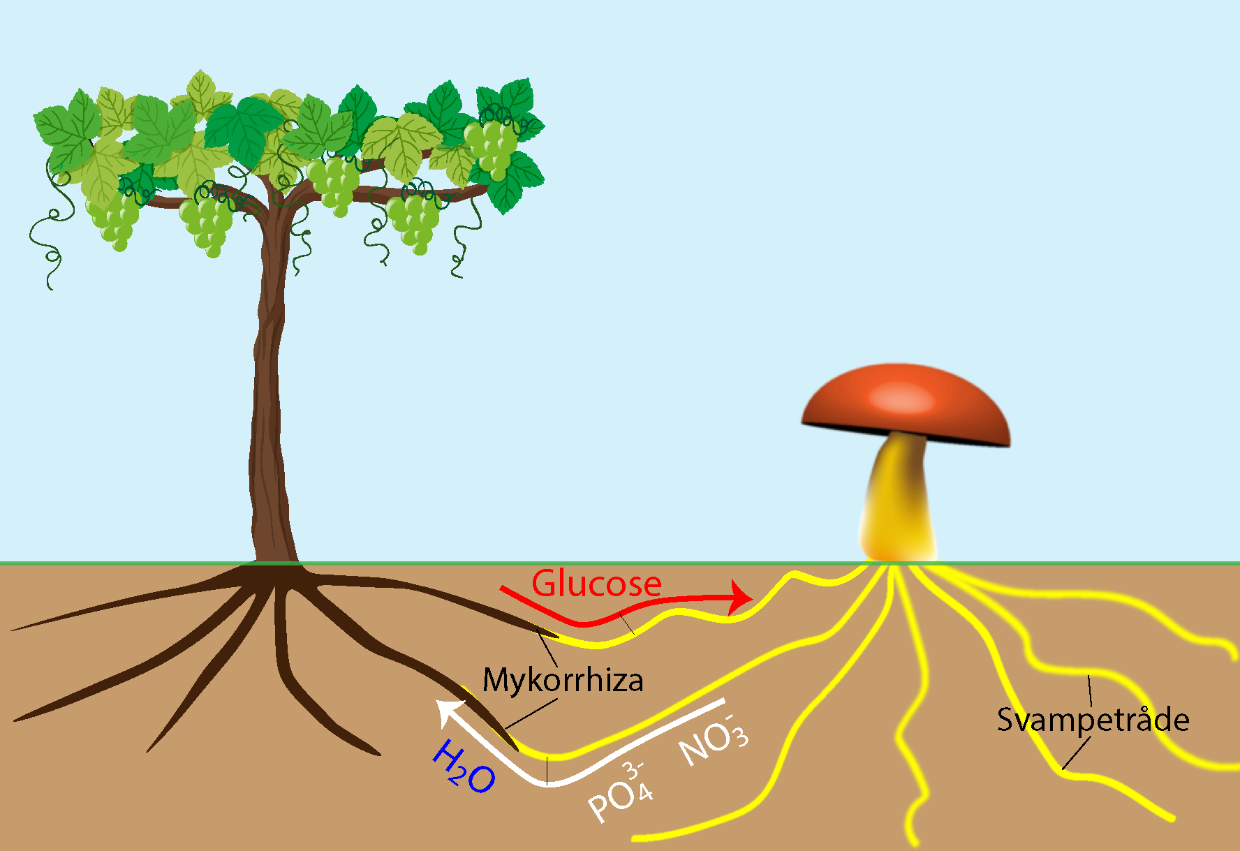 Glucose, Mykorrhiza, H₂O, Svampetråde, PO₄³, NO − 3
