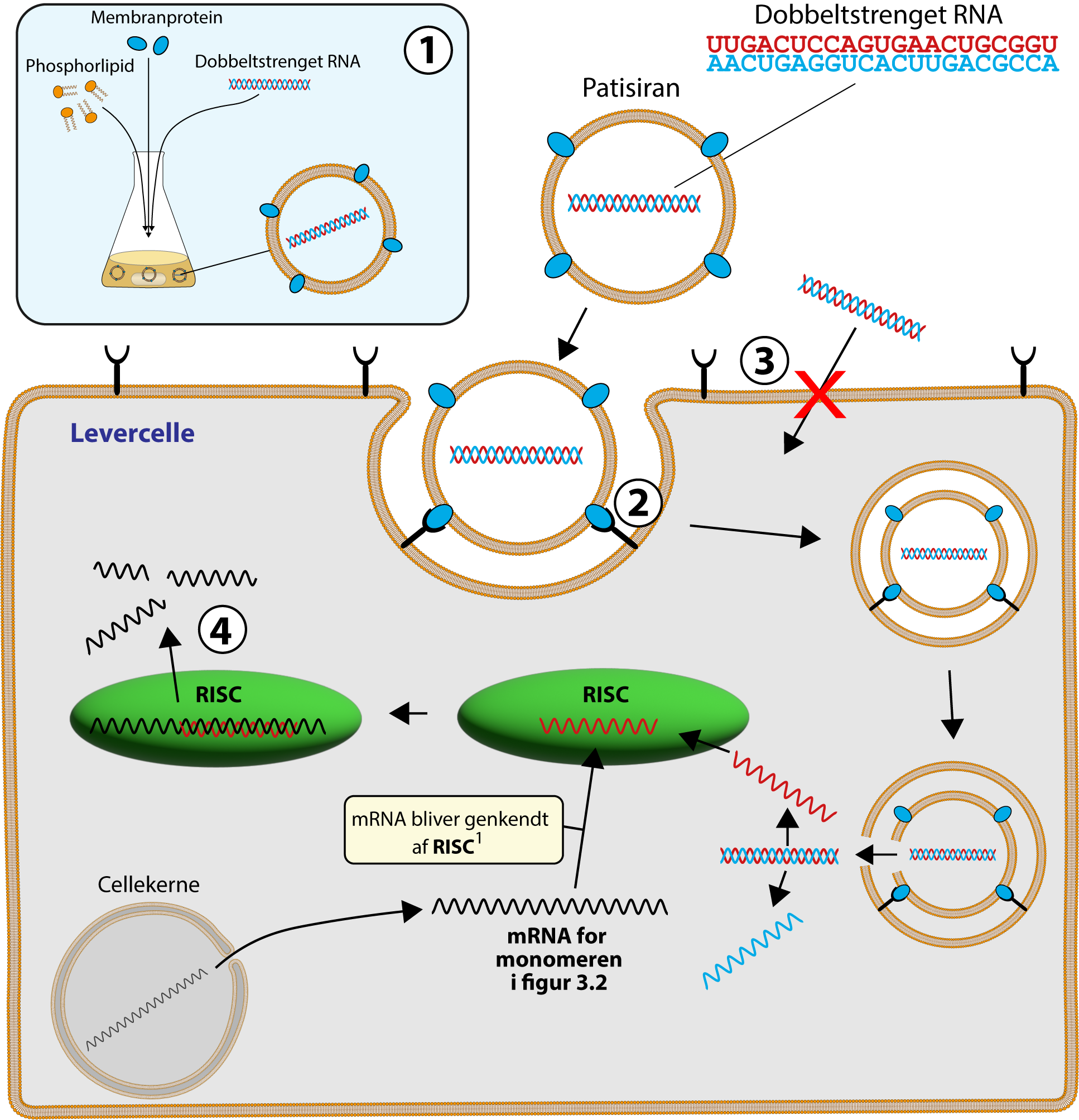 Membranprotein, Phosphorlipid, Phosphorlipid RNA, Patisiran, Dobbeltstrenget RNA, Levercelle, RISC, RISC, Cellekerne, mRNA bliver genkendt af RISC, mRNA for monomeren i figur 3.2