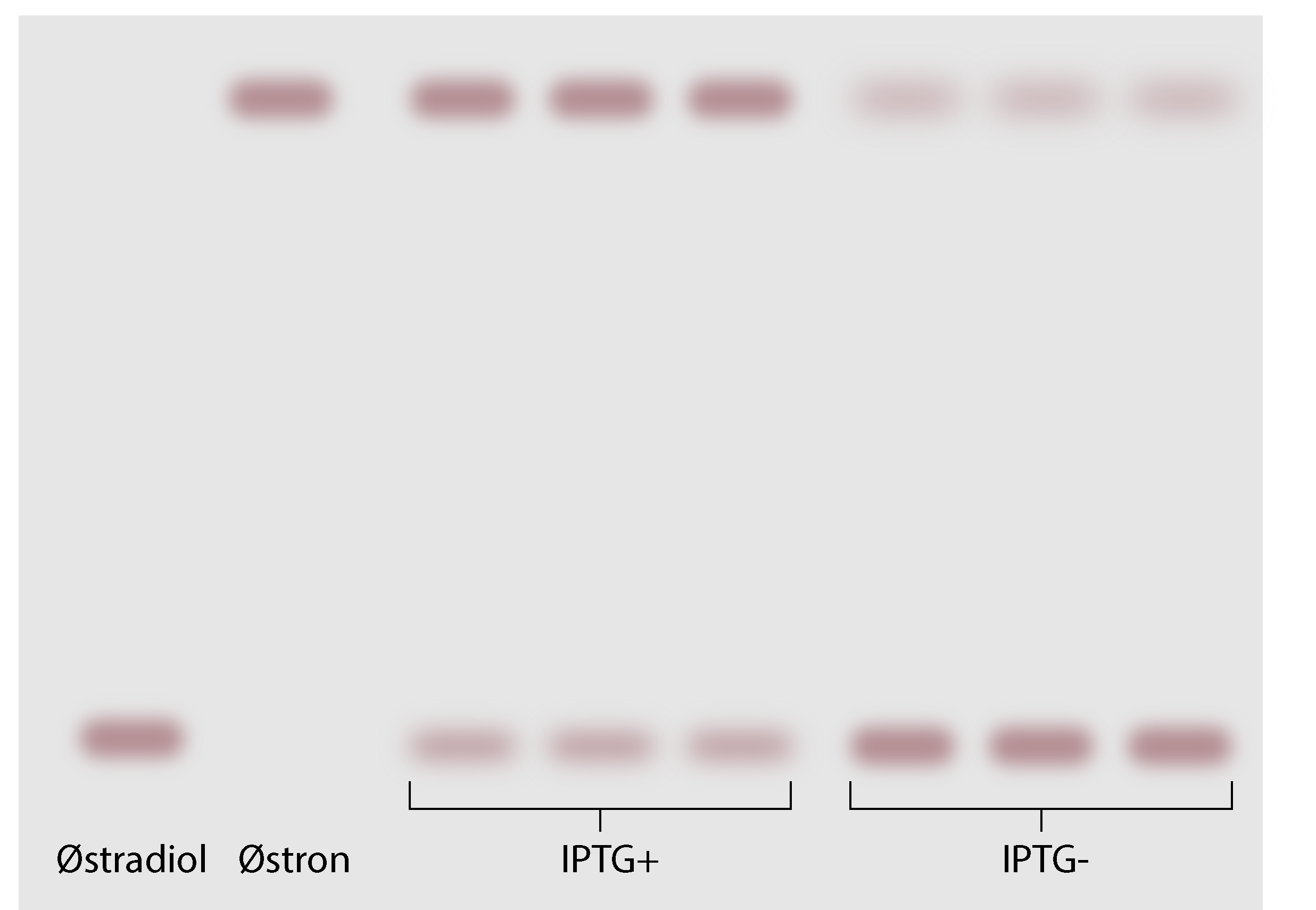 Østradiol, Østron, IPTG+, IPTG-