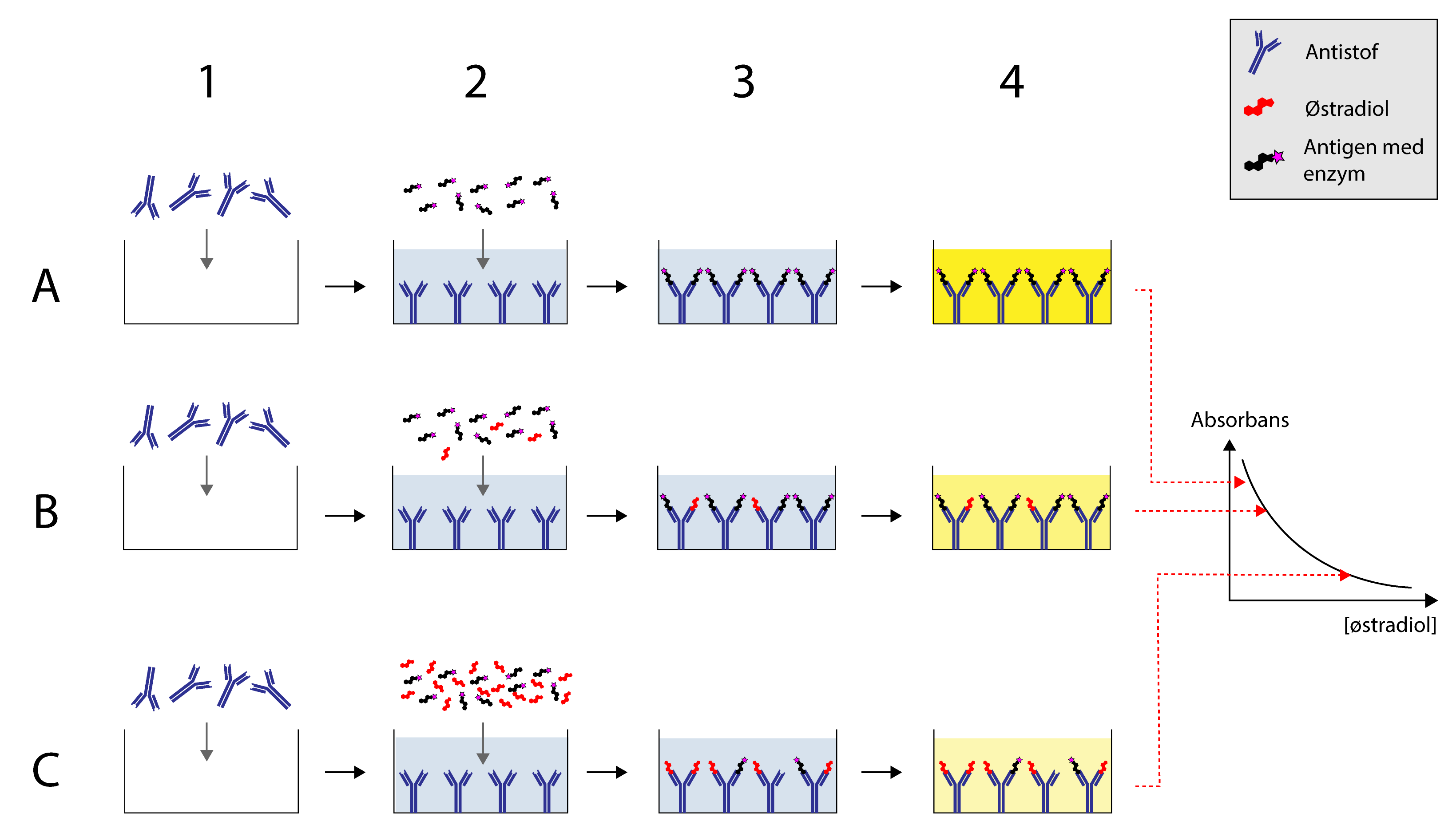 Antistof, Østradiol, Antigen med enzym, Absorbans, [østradiol]