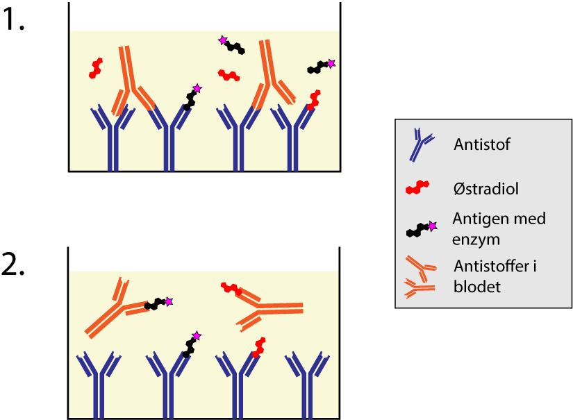 Antistof, Østradiol, Antigen med enzym, Antistoffer i blodet