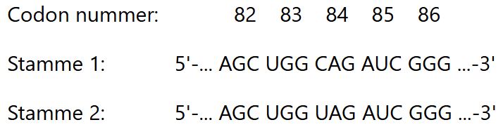 
              Codon nummer: 82 83 84 85 86
              Stamme 1: 5'-... AGC UGG CAG AUC GGG ...-3'
              Stamme 2: 5'-... AGC UGG UAG AUC GGG ...-3'
              