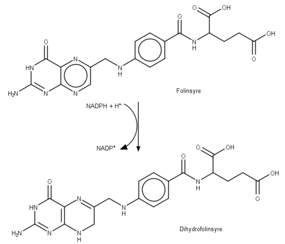 
              Folinsyre
              Dihydrofolinsyre
              