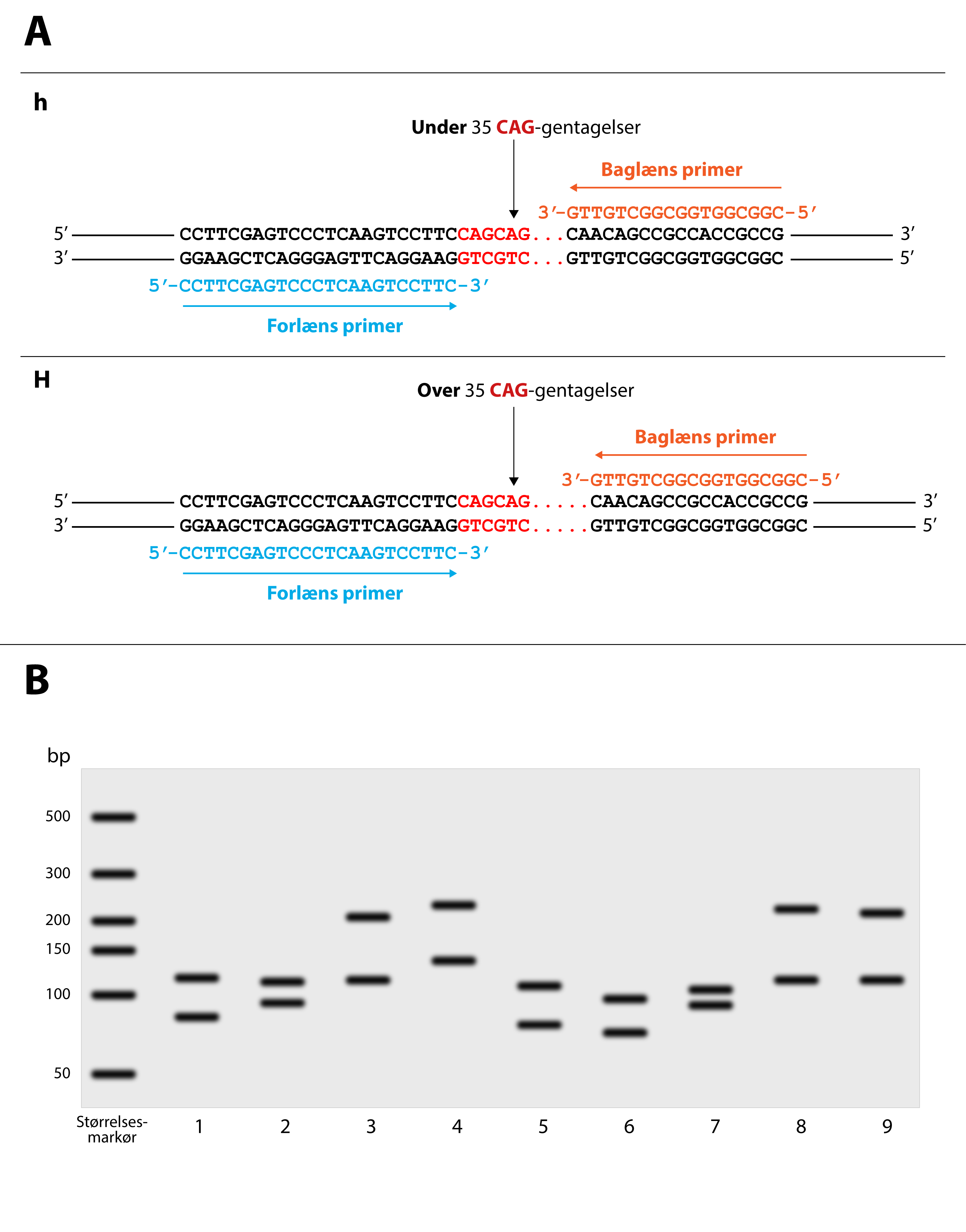
                A
                h
                Under 35 CAG-gentagelser
                Baglæns primer
                Forlæns primer

                H
                Over 35 CAG-gentagelser
                Baglæns primer
                Forlæns primer

                B 
                bp
                500
                300
                200
                150
                100
                50
                Størrelsesmarkør
                1
                2
                3
                4
                5
                6
                7
                8
                9
                