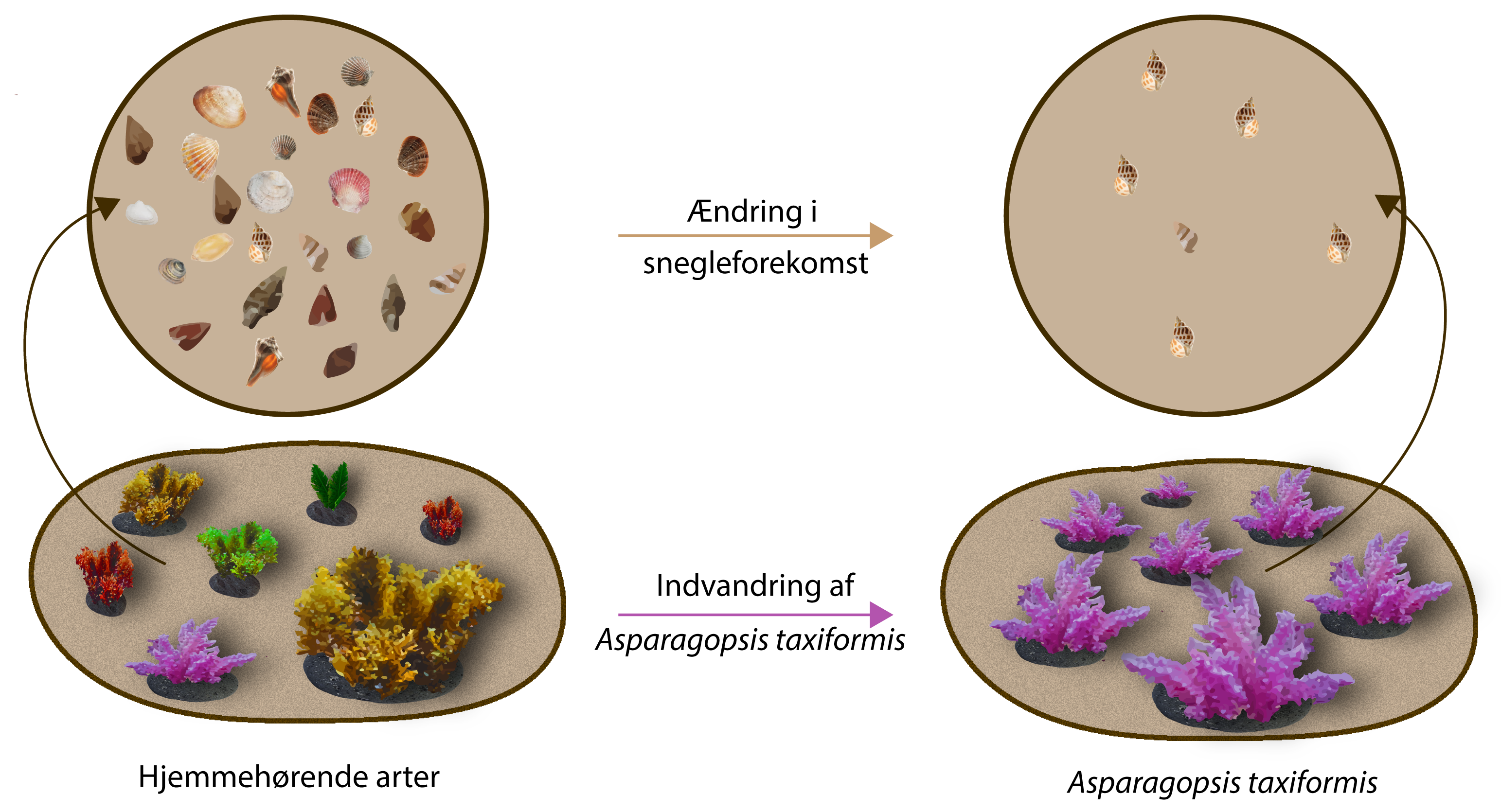
              Hjemmehørende arter

              Ændring i snegleforekomst
              Indvandring af Asparagopsis taxiformis

              Asparagopsis taxiformis
              