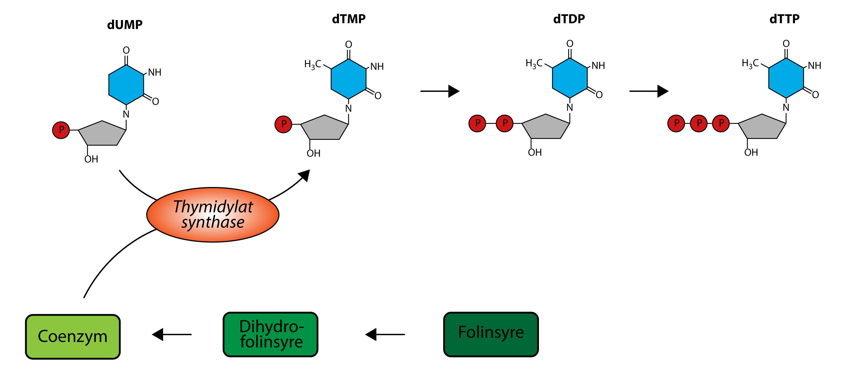 
              dUMP
              dTMP
              dTDP
              dTTP

              Thymidylat synthase
              Coenzym
              Dihydro-folinsyre
              Folinsyre
              