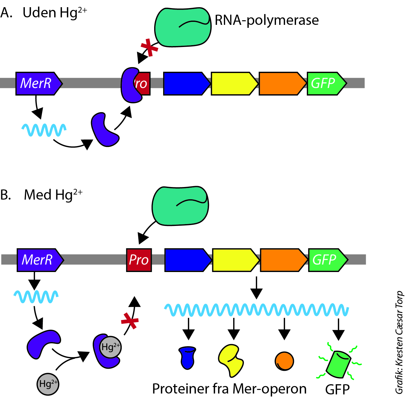 
                A. Uden Hg2+
                RNA-polymerase
                MerR
                GFP

                B. Med Hg2+
                MerR 
                Pro
                GFP
                Hg2+
                Hg2+
                Proteiner fra Mer-operon GFP

                Grafik: Kresten Cæsar Torp
                