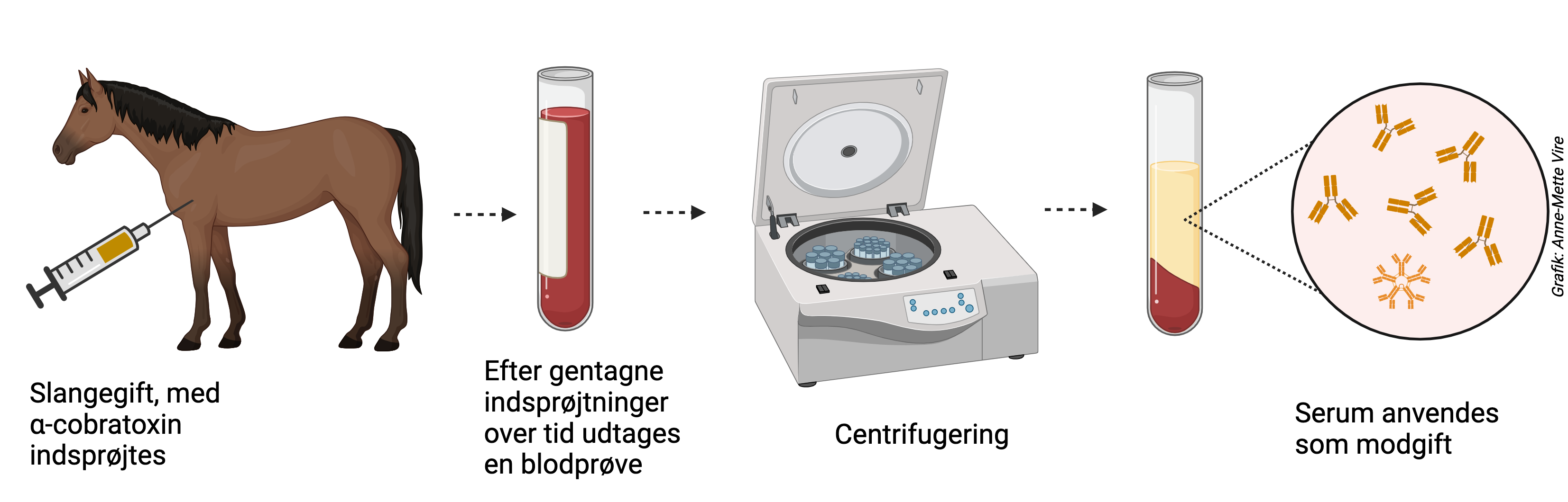 
                Slangegift, med a-cobratoxin indsprøjtes
                Efter gentagne indsprøjtninger over tid udtages en blodprøve
                Centrifugering
                Serum anvendes som modgift
                
                Grafik: Anne-Mette Vire
                