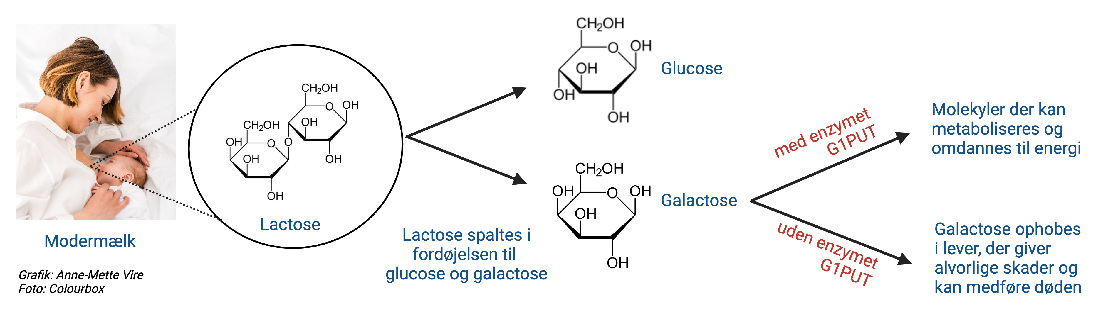 
                Modermælk
                Lactose
                Lactose spaltes i fordøjelsen til glucose og galactose
                Glucose
                Galactose
                med enzymet G1PUT
                Molekyler der kan metaboliseres og omdannes til energi
                uden enzymet G1PUT
                Galactose ophobes i lever, der giver alvorlige skader og kan medføre døden
                Grafik: Anne-Mette Vire
                Foto: Colourbox
                