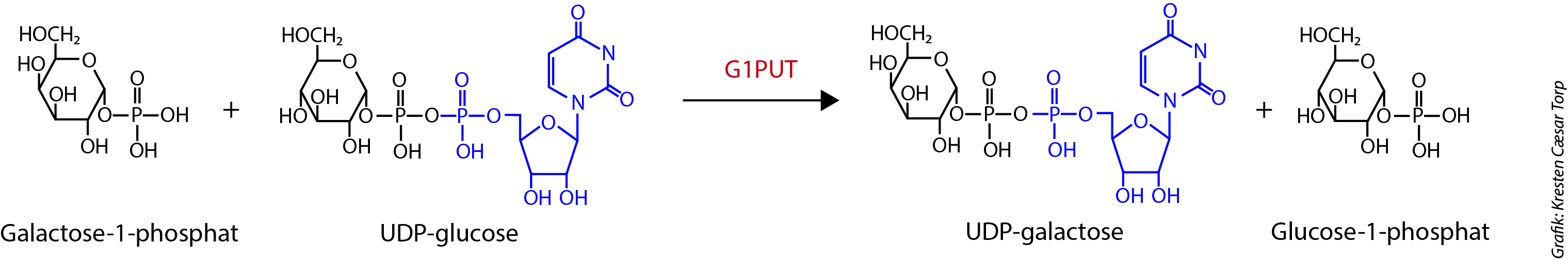 Galactose-1-phosphat
                UDP-glucose
                G1PUT
                UDP-galactose
                Glucose-1-phosphat
                Grafik: Kresten Cæsar Torp