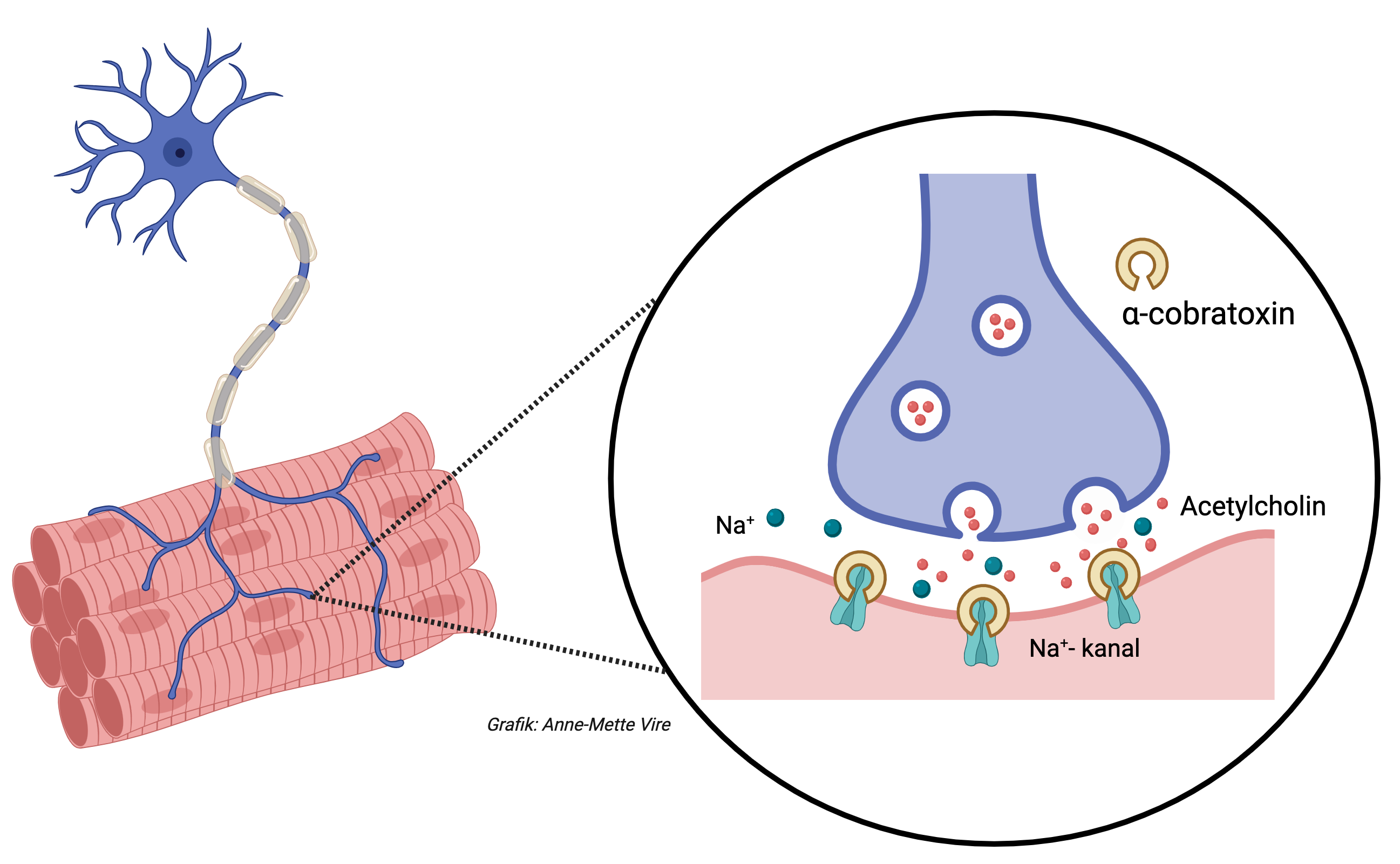 
                a-cobratoxin
                Na+
                Acetylcholin
                Na+- kanal
                Grafik: Anne-Mette Vire
                