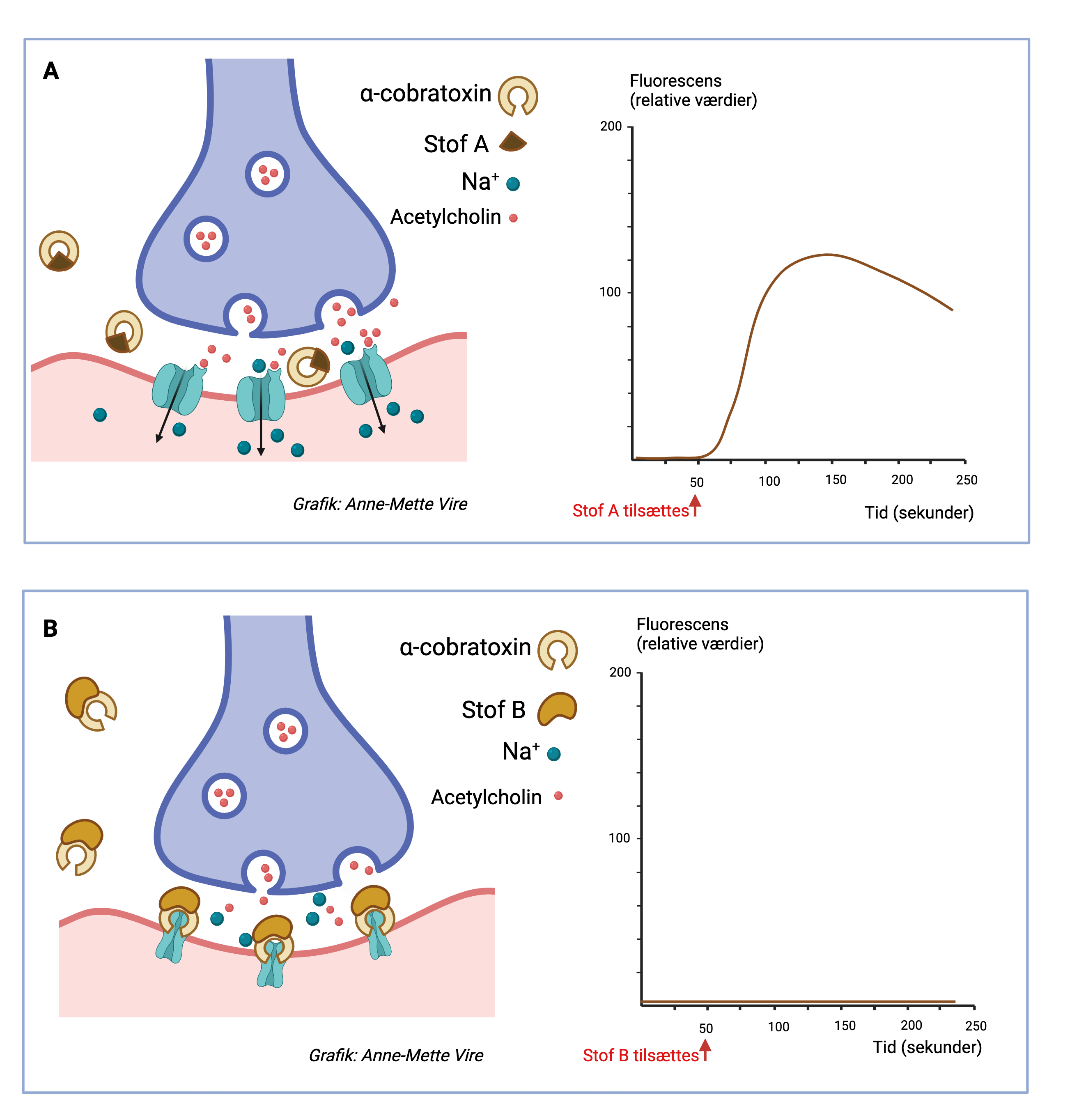 
                A
                a-cobratoxin
                Stof A
                Na+
                Acetylcholin
                Flurescens (relative værdier)
                Tid (sekunder)
                Stof A tilsættes
                Grafik: Anne-Mette Vire

                B
                a-cobratoxin
                Stof B
                Na+
                Acetylcholin
                Flurescens (relative værdier)
                Tid (sekunder)
                Stof B tilsættes
                Grafik: Anne-Mette Vire
                
