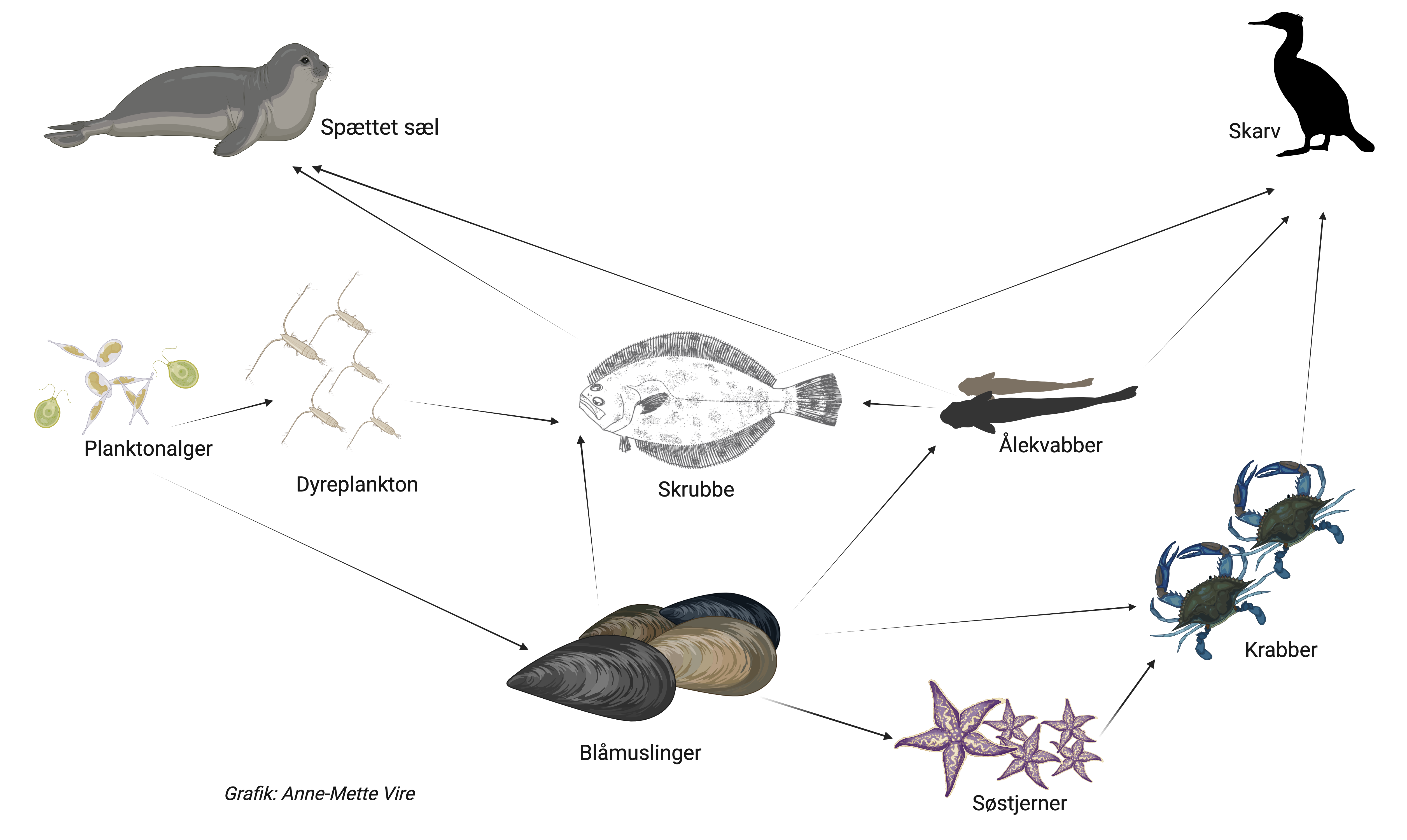 
                Spættet sæl
                Skarv
                Planktonalger
                Dyreplankton
                Skrubbe
                Ålekvabber
                Blåmuslinger
                Søstjerner
                Krabber
                
