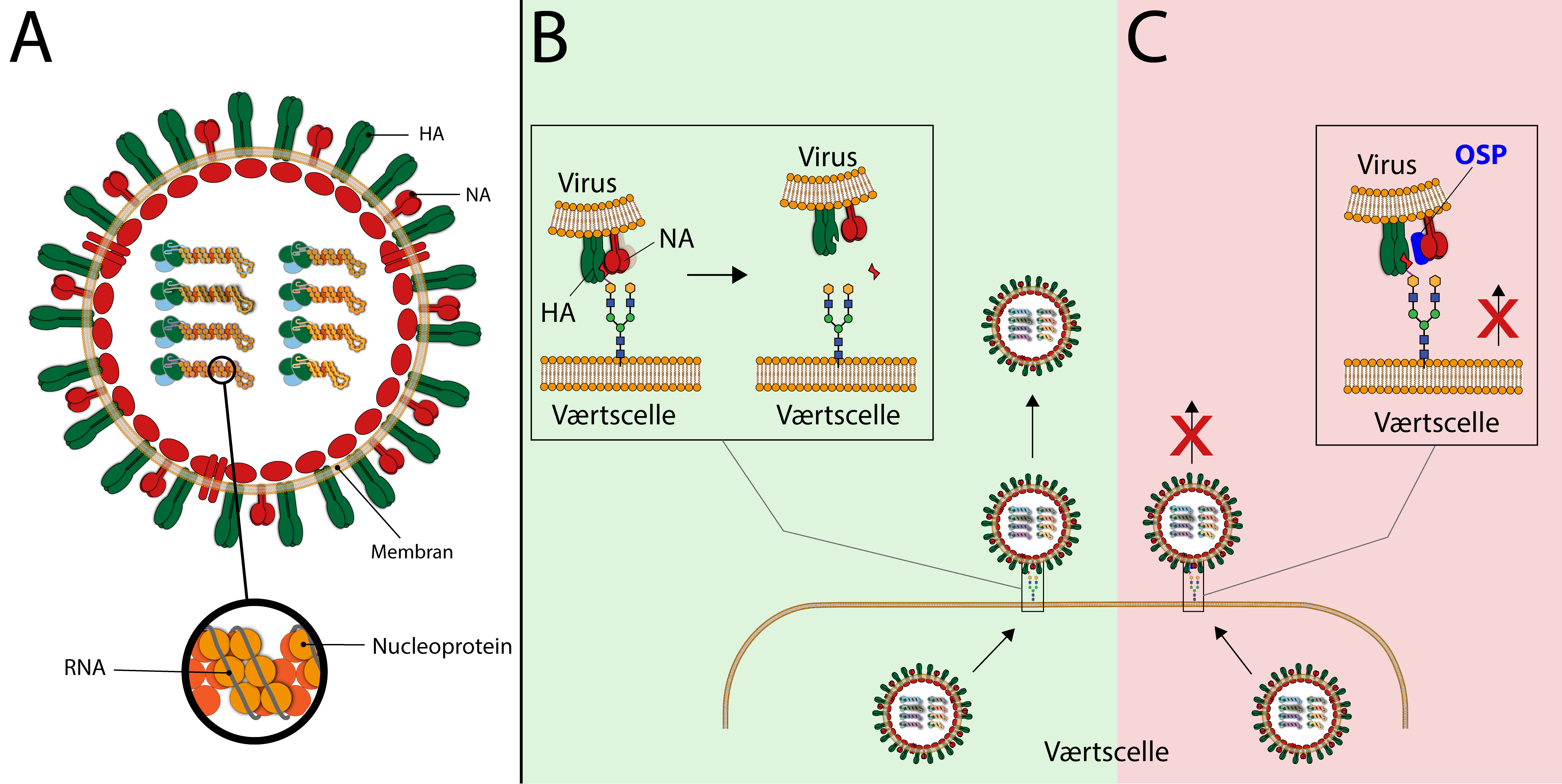 
                                A
                                HA
                                NA
                                Membran
                                RNA
                                Nucleoprotein
                                
                                B
                                Virus
                                Virus
                                NA
                                HA
                                Værtscelle
                                Værtscelle
                                
                                Værtscelle
                                C
                                Virus
                                OSP
                                Værtcelle
                                