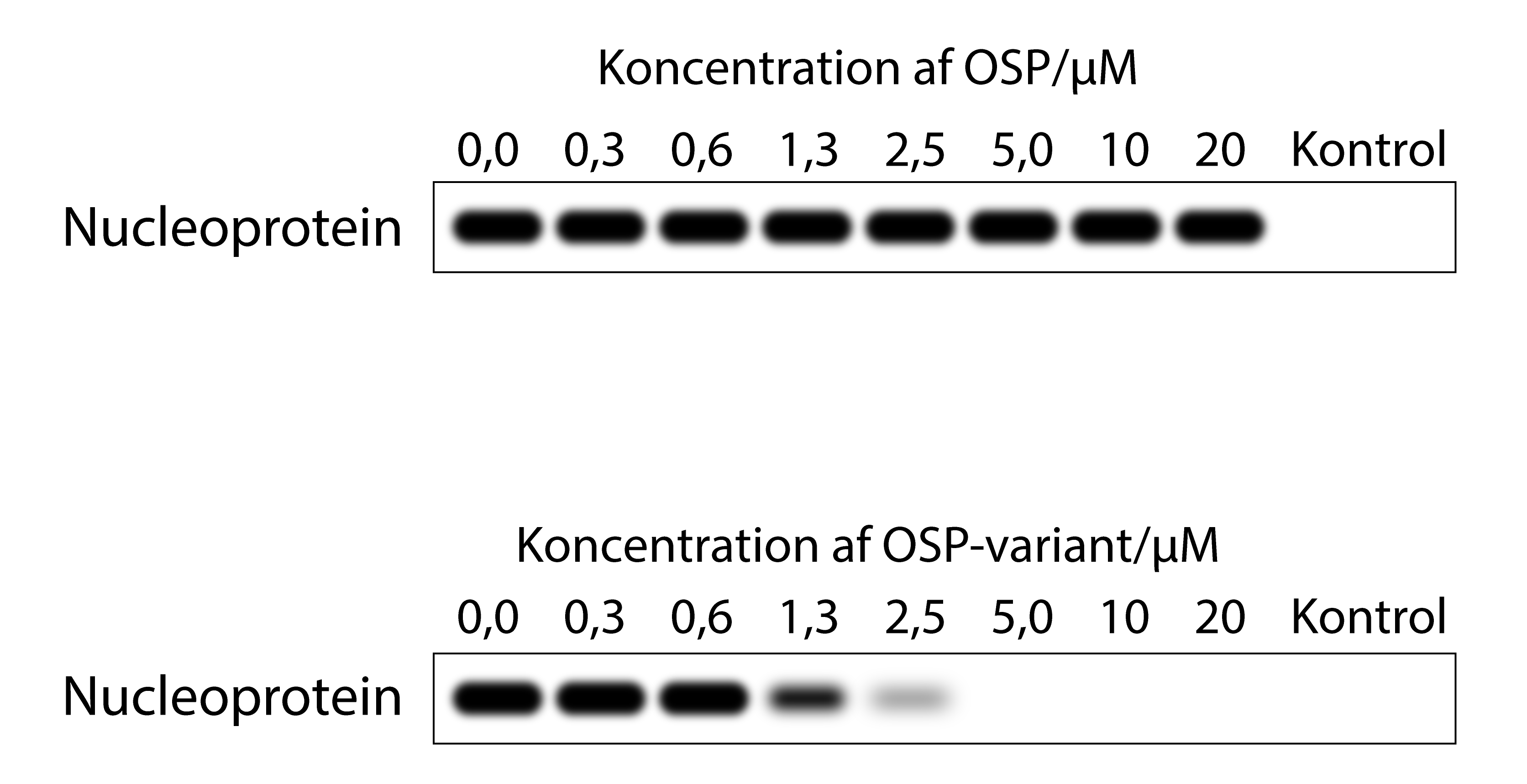 
                                Koncentration af OSP/μM
                                0,0
                                0,3
                                0,6
                                1,3
                                2,5
                                5,0
                                10
                                20
                                Kontrol
                                Nucleoprotein
                                
                                Koncentration af OSP-variant/μM
                                0,0
                                0,3
                                0,6
                                1,3
                                2,5
                                5,0
                                10
                                10
                                Kontrol
                                Nucleoprotein