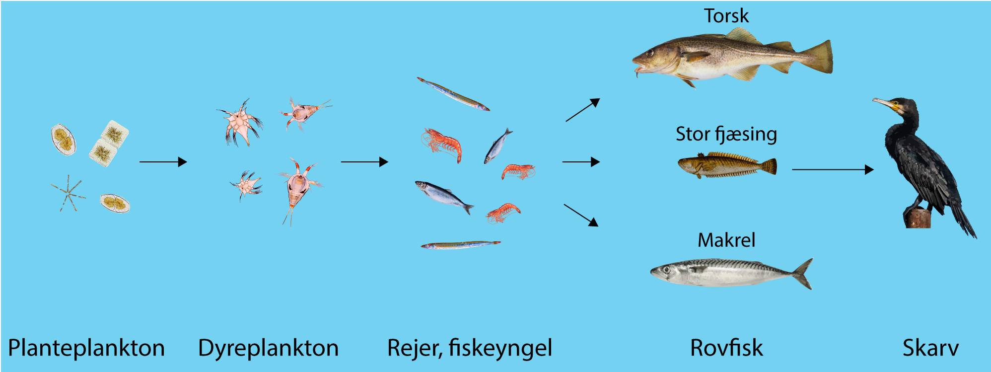 
                                Planteplankton
                                Dyreplankton
                                Rejer, fiskeyngel
                                Torsk, Stor fjæsing, Makrel, Rovfisk
                                Skarv