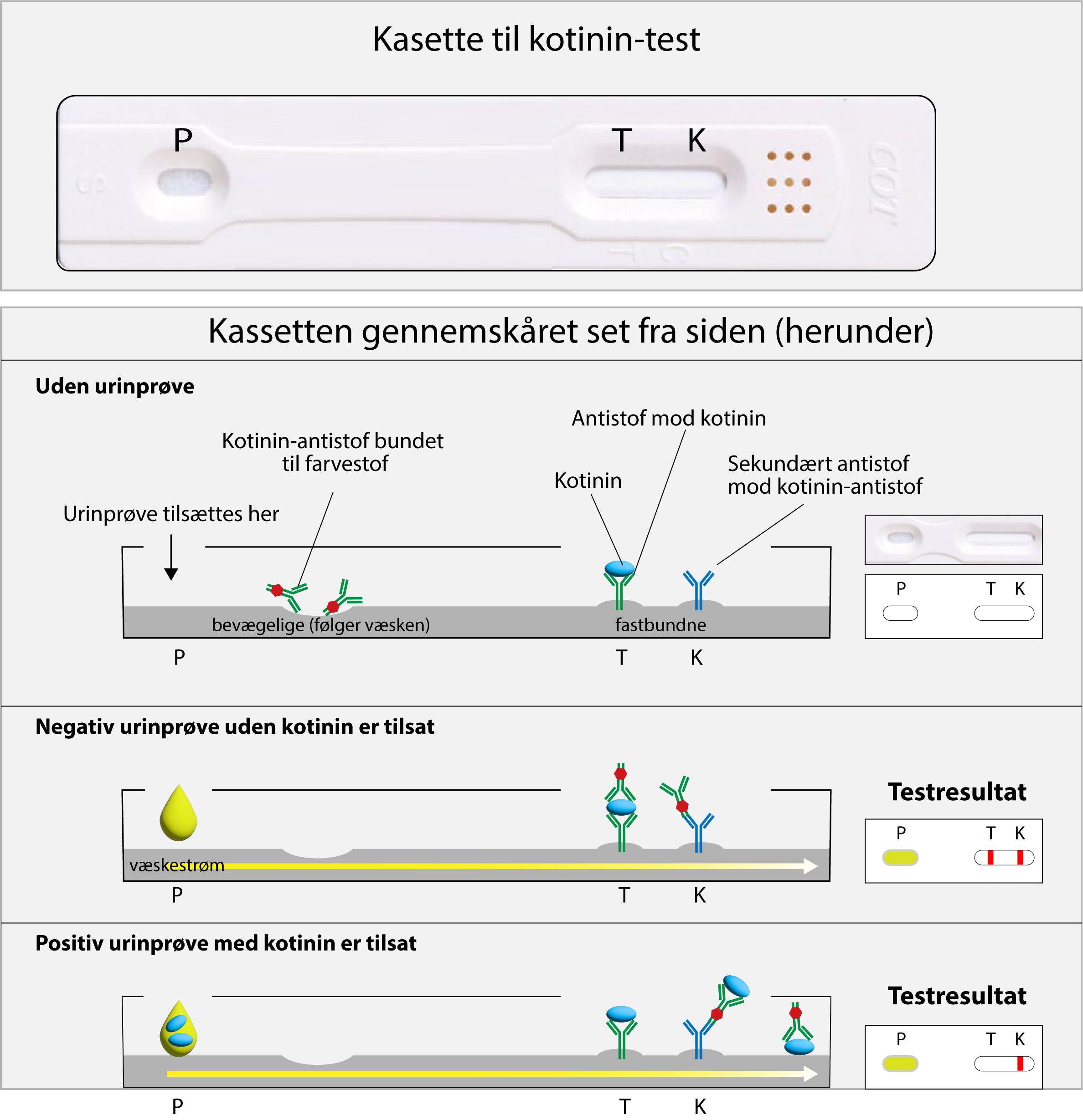 
                                Kasette til kotinin-test
                                P T K

                                Kassetten gennemskåret set fra siden (herunder)
                                Uden urinprøve 
                                Urinprøve tilsættes her
                                Kotinin-antistof bundet til farvestof 
                                bevægelige (følger væsken)
                                Antistof mod kotinin 
                                Kotinin
                                Sekundært antistof mod kotinin-antistof
                                fastbundne
                                P T K
                                P T K 

                                Negativ urinprøve uden kotinin er tilsat 
                                væskestrøm
                                P T K 
                                Testresultat 
                                P T K

                                Positiv urinprøve med kotinin er tilsat 
                                P T K 
                                Testresultat
                                P T K
                                