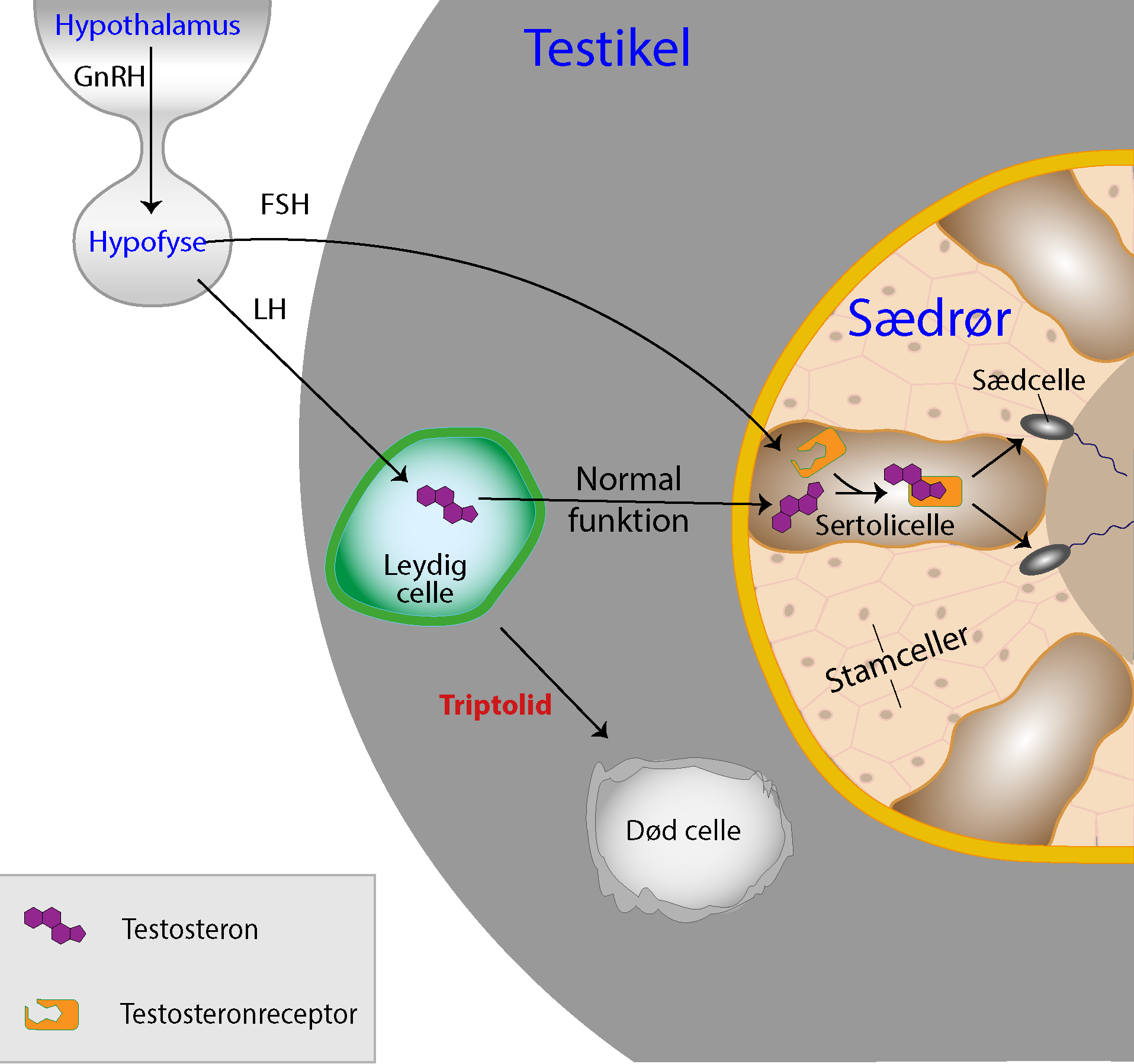 
                                Hypothalamus
                                GnRH
                                Hypofyse
                                Testosteron
                                Testosteronreceptor
                                
                                Testikel
                                Leydig celle
                                Normal funktion
                                
                                Triptolid
                                Død celle
                                
                                Sædrør
                                Sædcelle
                                Sertolicelle
                                Stamceller