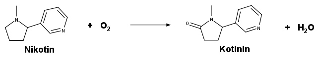 
                            Nikotin
                            Kotinin