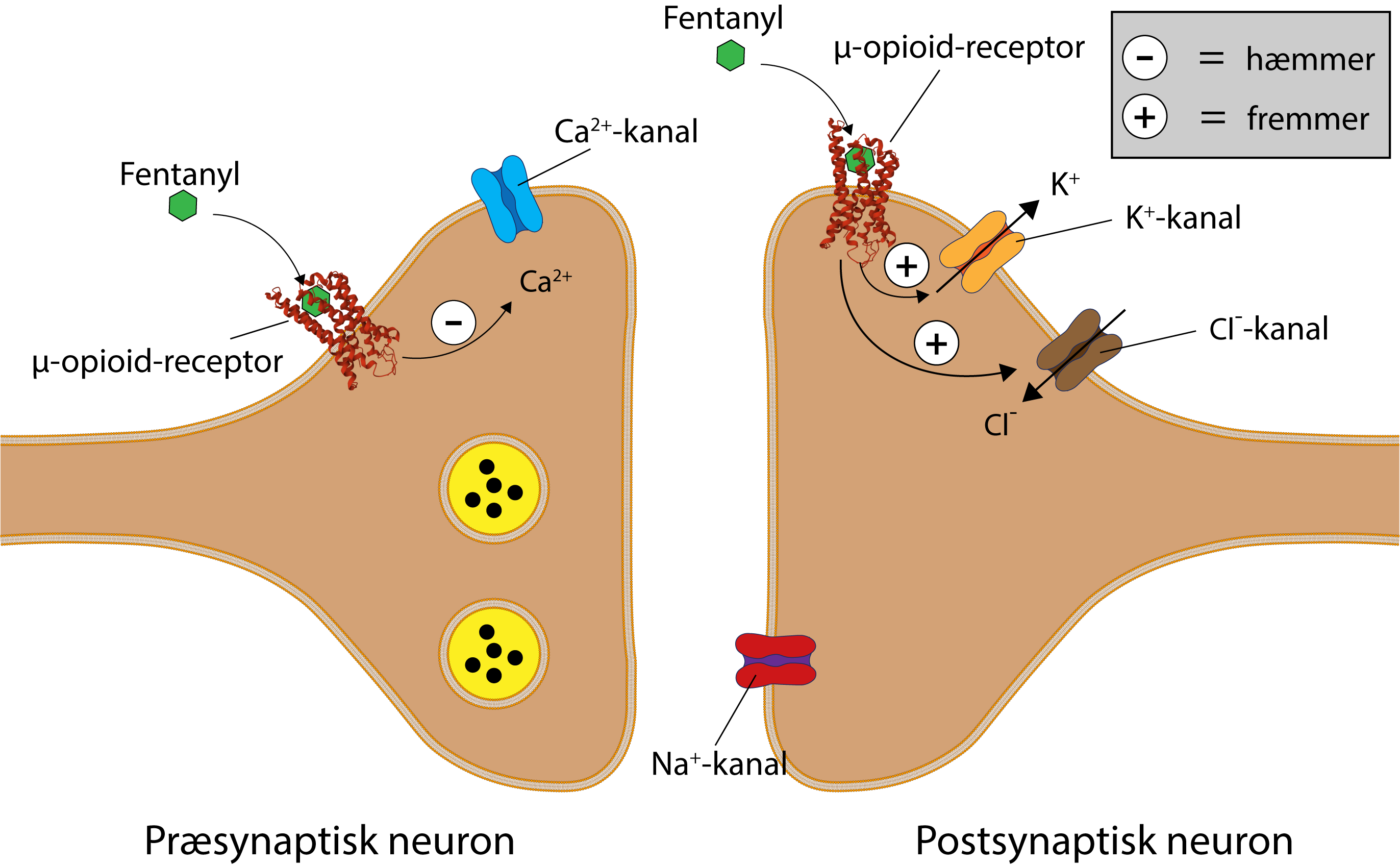 
                                        Fentanyl
                                        μ-opioid-receptor
                                        Fentanyl
                                        Ca2+-kanal
                                        - = hæmmer
                                        + = fremmer
                                        μ-opioid-receptor
                                        Ca2+
                                        K+
                                        K+-kanal
                                        Cl-kanal
                                        Na+-kanal
                                        Præsynaptisk neuron
                                        Postsynaptisk neuron
                                        