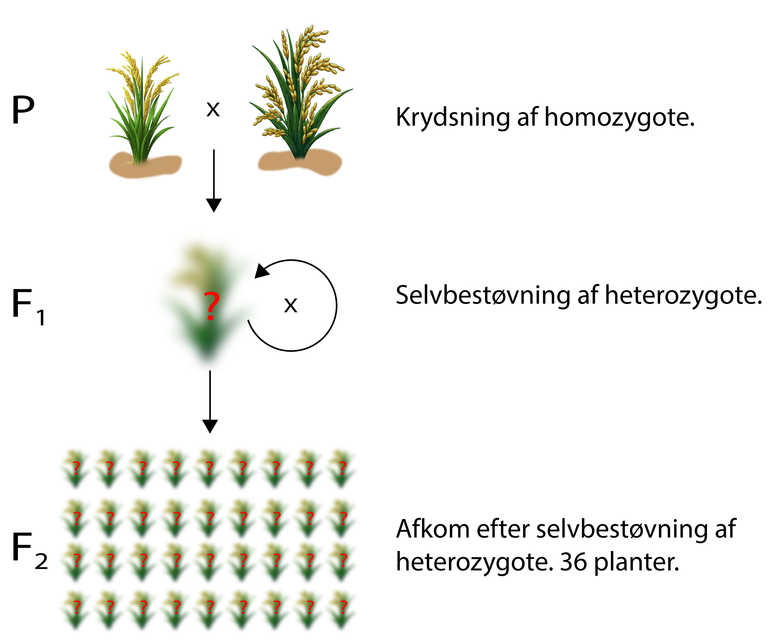
                                        P 
                                        Krydsning af homozygote.
                                        F1
                                        Selvbestøvning af heterozygote.
                                        F2
                                        Afkom efter selvbestøvning af heterozygote. 36 planter.
                                        