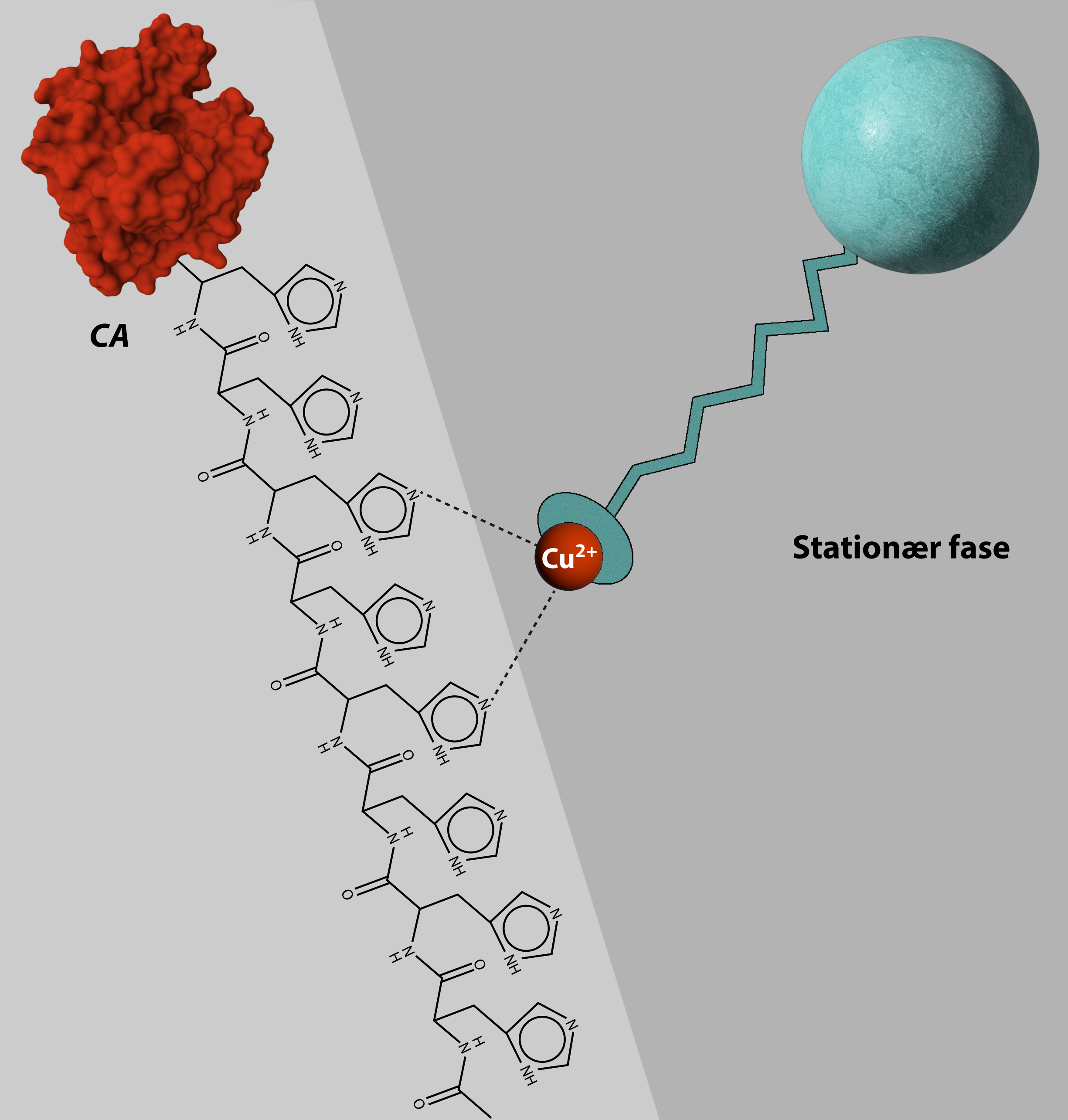 
                                        CA
                                        Stationær fase
                                        