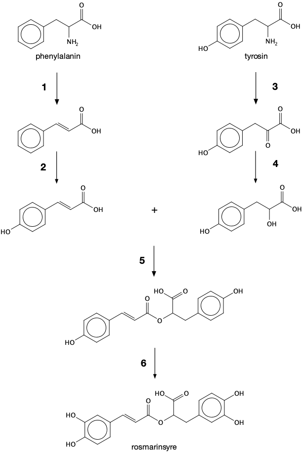 phenylalanin, tyrosin, rosmarinsyre.