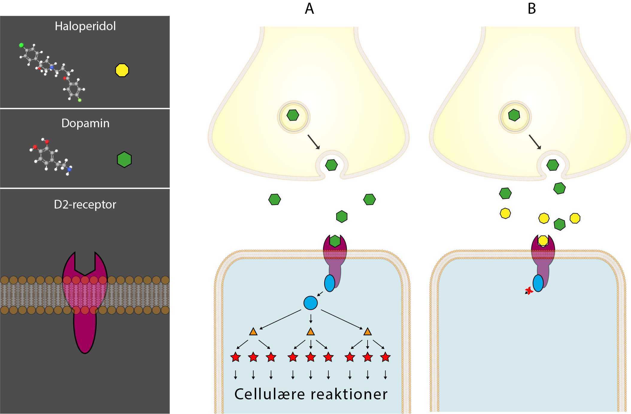 haloperidol, A, B, dopamin, D2-receptor
                            Cellulære reaktioner