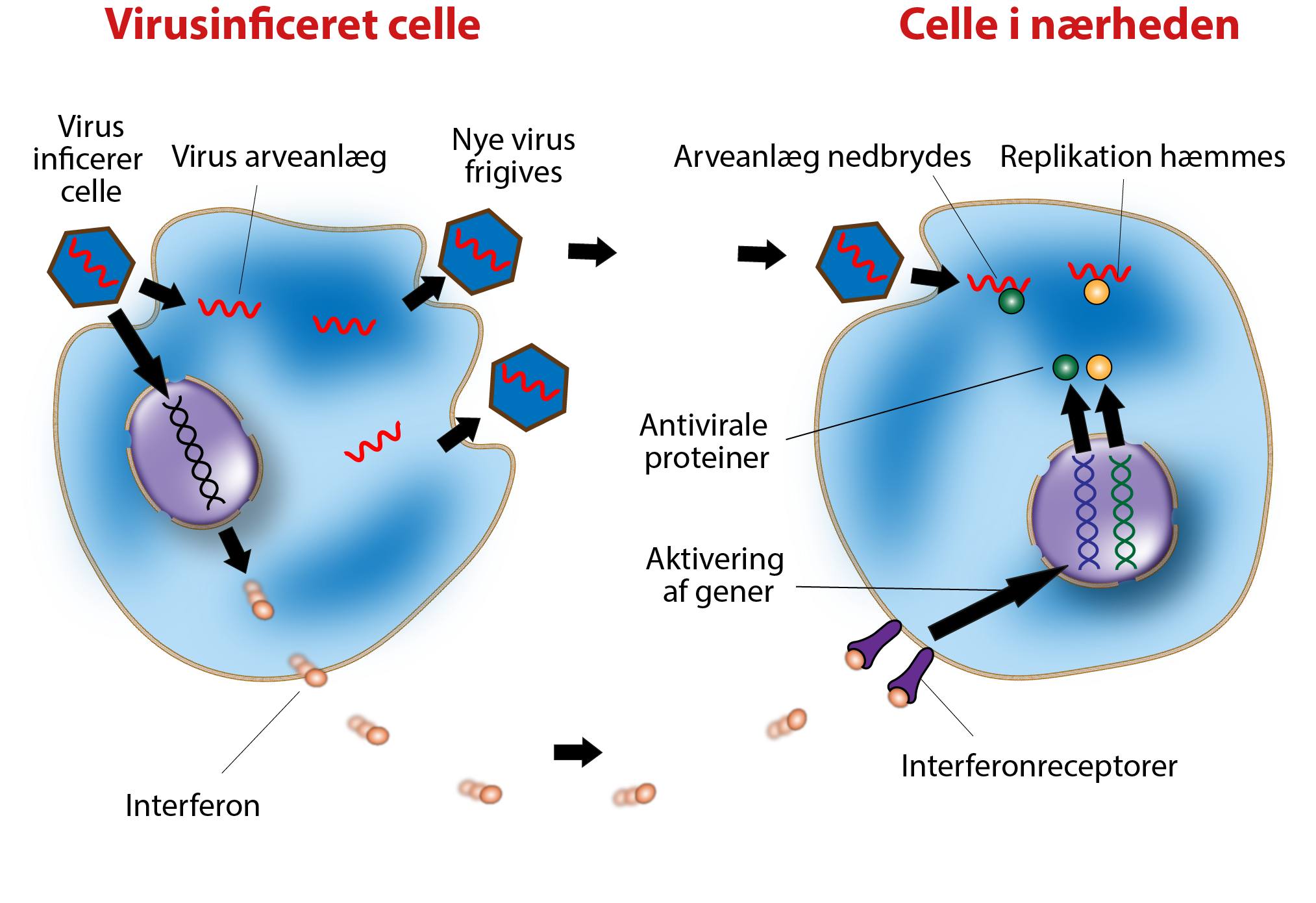virusinficeret celle,
                                Virusinficerer celle, Virus arveanlæg, Nye virus frigives, 
                                interferon, 
                                
                                
                                Celle i nærheden, 
                                Arveanlæg nedbrydes, Replikation hæmmes, 
                                Antivirale proteiner,
                                Aktivering af gener,
                                interferonsreceptor 