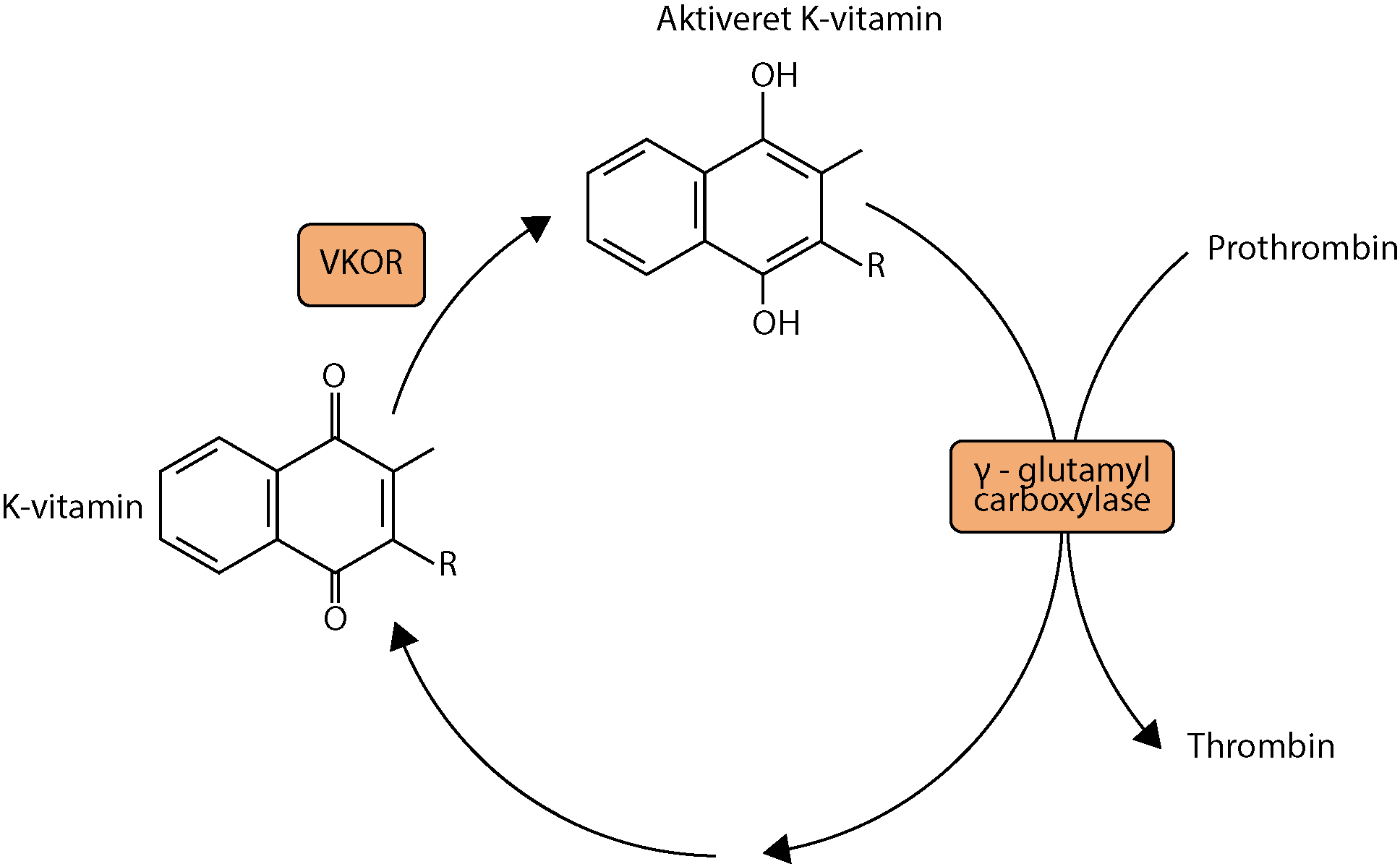 
                                K-vitamin 
                                VKOR 
                                Aktiveret K-vitamin 
                                y-glutamyl carboxylase 
                                Prothrombin 
                                Thrombin 