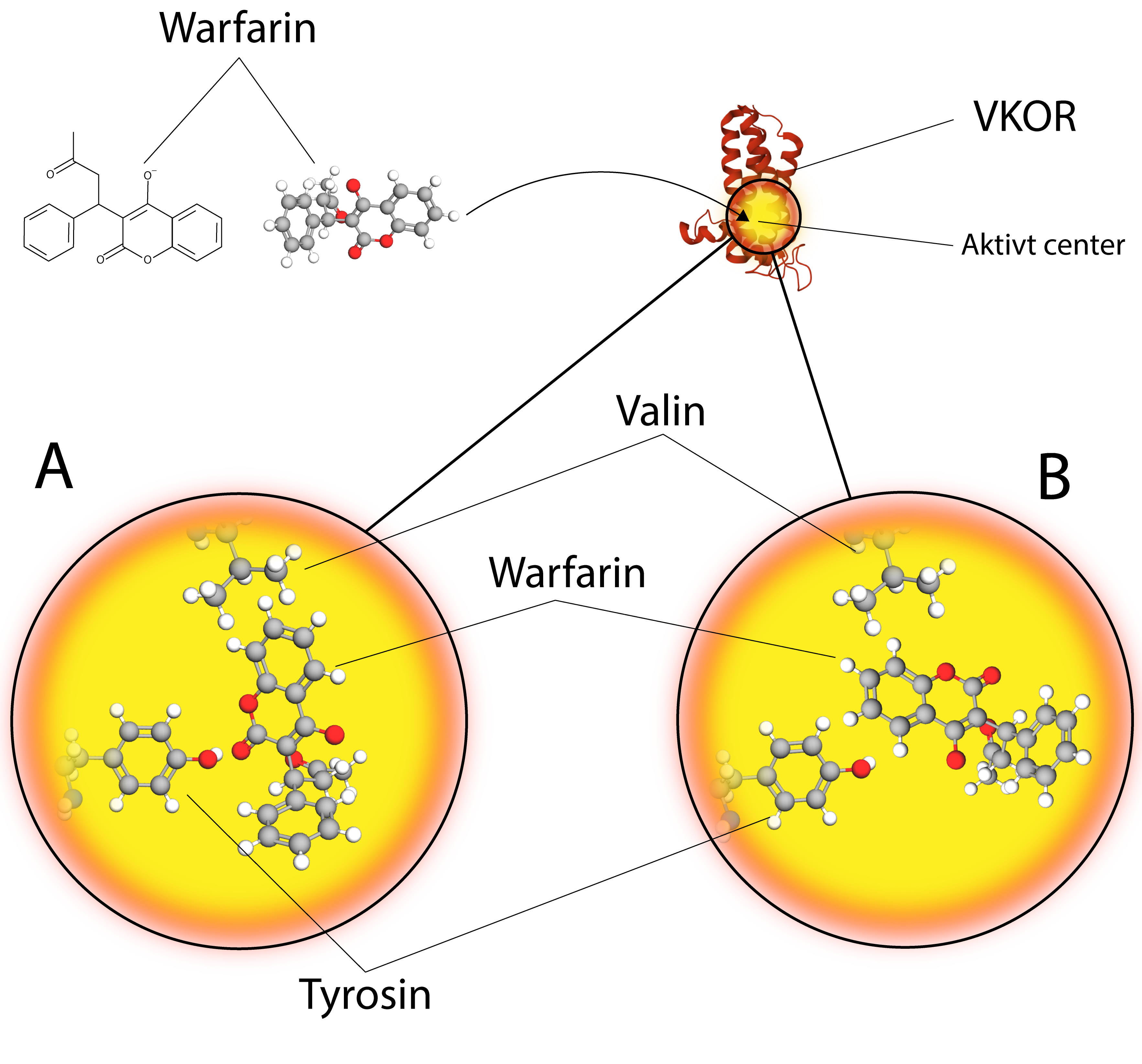 
Warfarin 
VKOR 
Aktivt center 
A 
Valin 
B 
Warfarin 
Tyrosin 
                                
