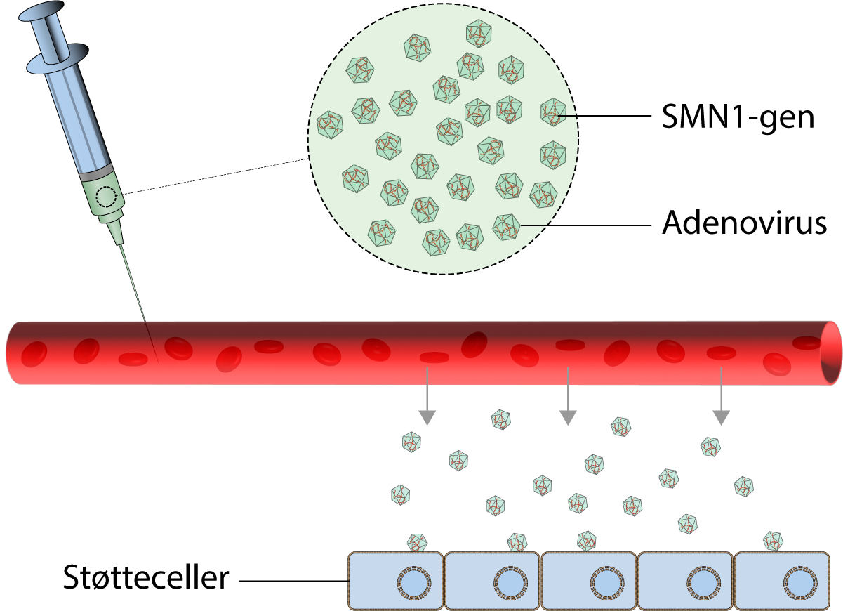 SMN1-gen, Adenovirus, Støtteceller 