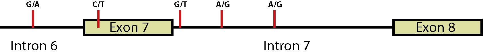 
                                G/A 
                                C/T 
                                Exon 7 
                                G/T 
                                A/G 
                                A/G 
                                Exon 8 
                                Intron 6 
                                Intron 7 
