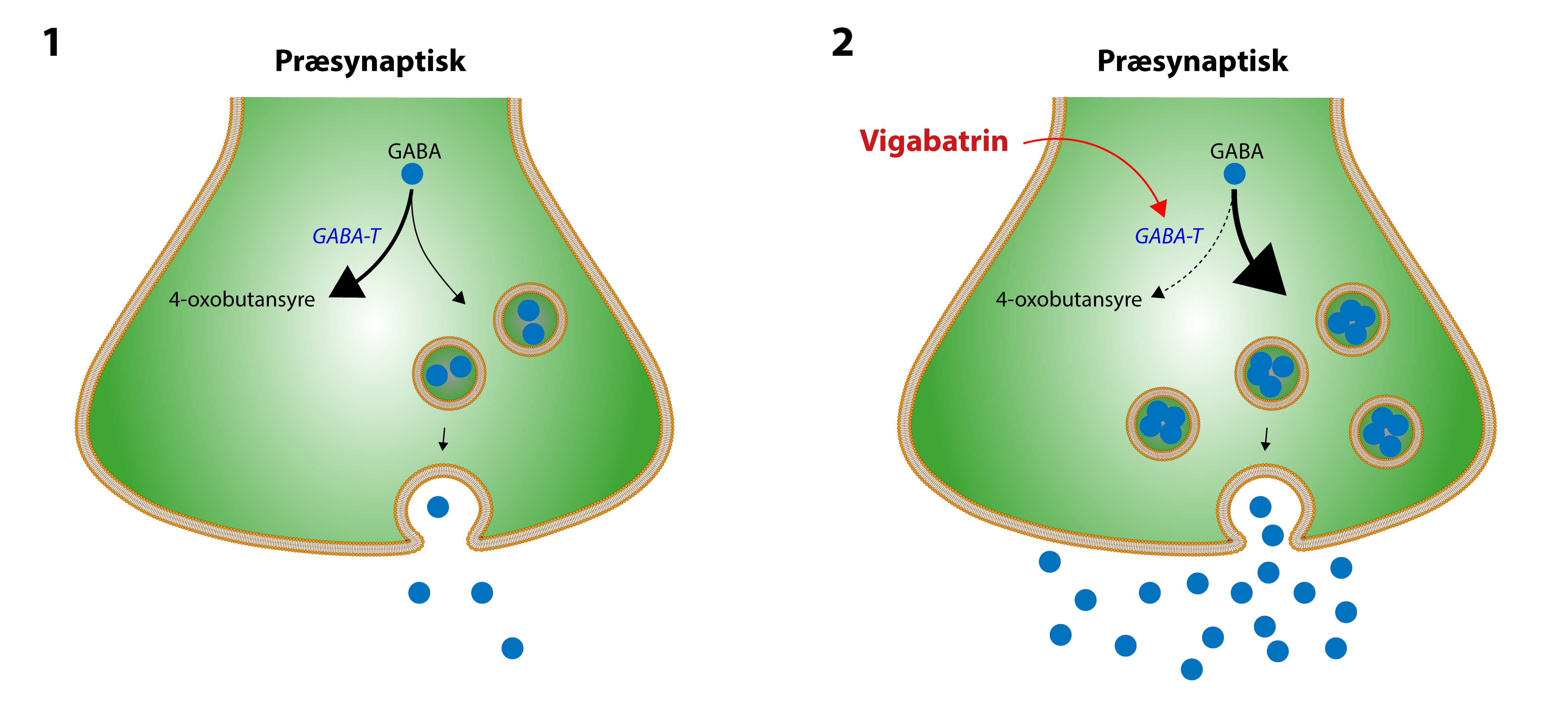 
                            1 Præsynaptisk
                            GABA
                            GABA-T
                            4-oxobutansyre

                            2 Præsynaptisk
                            Vigabatrin
                            GABA
                            GABA-T
                            4-oxobutansyre
                            