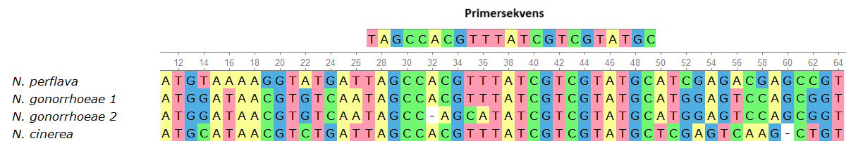 
                            Primersekvens
                            N. perflava
                            N. gonorrhoeae 1
                            N. gonorrhoeae 2
                            N. cinerea
                            