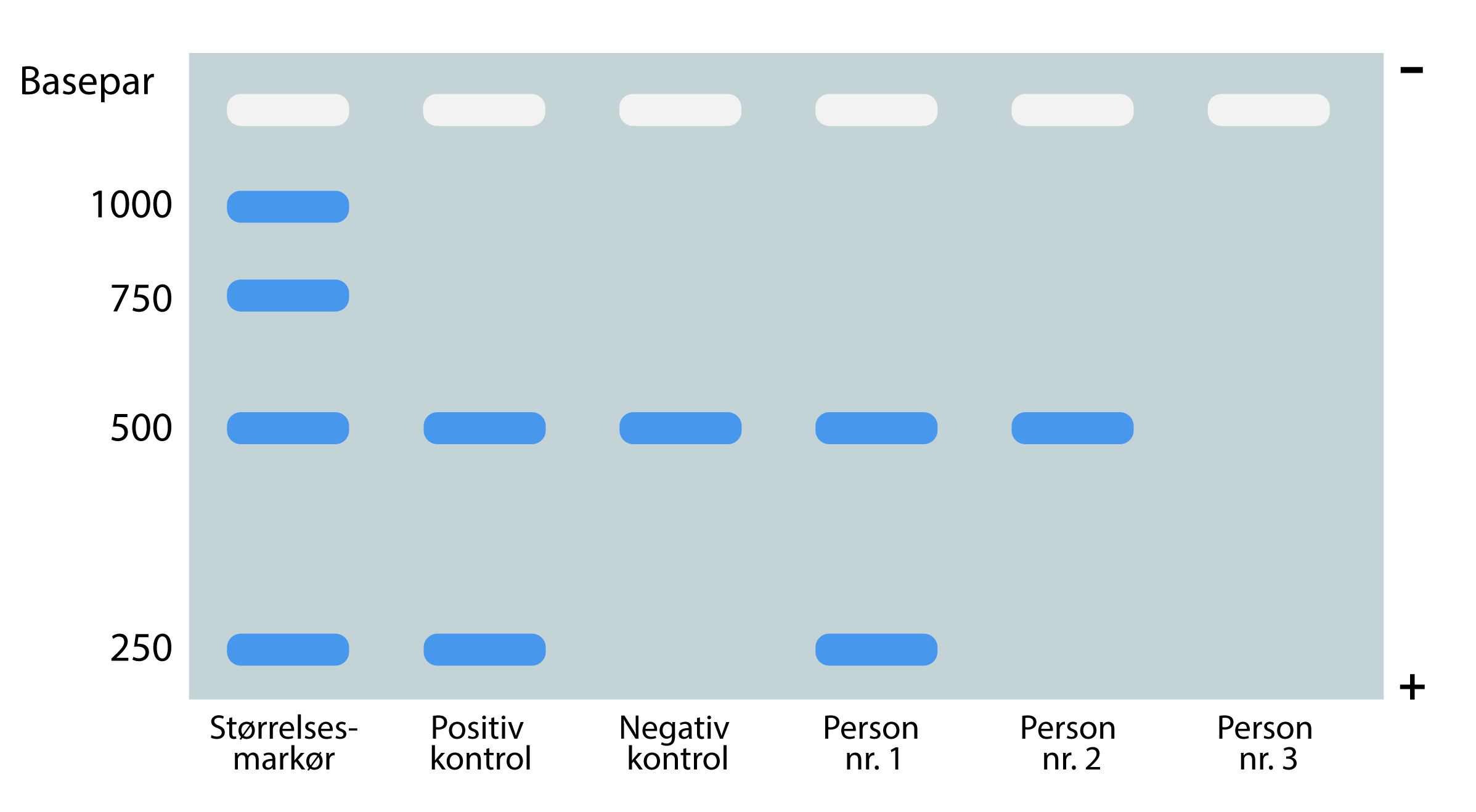 
                            Basepar
                            -
                            1000
                            750
                            500
                            250
                            Størrelsesmarkør
                            Positiv kontrol
                            Negativ kontrol
                            Person nr. 1
                            Person nr. 2
                            Person nr. 3
                            +
                            